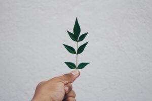 Groen Product